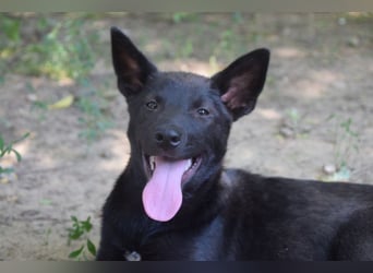 Shira - bezaubernde, freundliche, junge Hündin