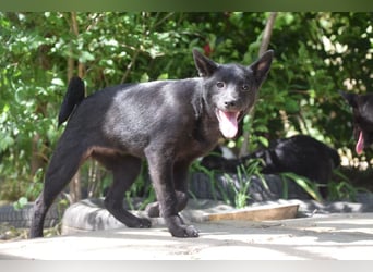 Shora - bezaubernde, junge Hündin die uns Menschen sehr mag