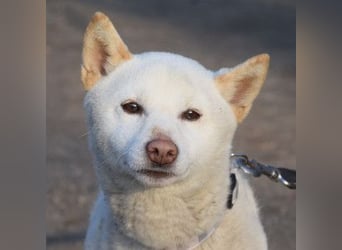 Lemon - sanfter, ruhiger, lieber Rüde