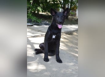 Shira - bezaubernde, freundliche, junge Hündin