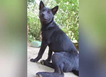 Shora - süße, tolle, junge Hündin die uns Menschen sehr mag