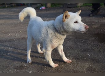 Lemon - sanfter, ruhiger, lieber Rüde