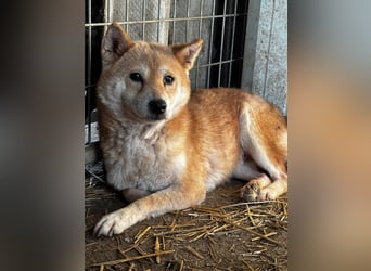 Vacak – Eine sensible Shiba-Hündin auf der Suche nach einem liebevollen Zuhause 