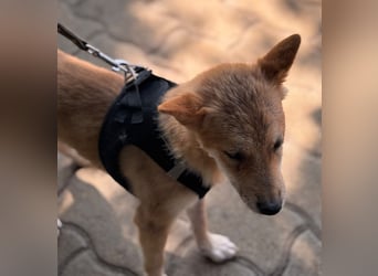 Nocsak PP - junger Shiba Inu- Mix sucht Menschen mit Herz 