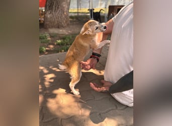 Nolam BR - junge Shiba Inu Mix- Hündin sucht ihren Neuanfang 