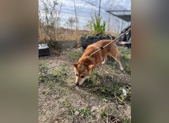 Nudli – Ein sensibler Shiba Inu-Rüde auf der Suche nach Sicherheit und Vertrauen 