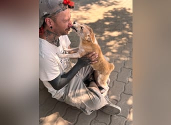 Nolam BR - junge Shiba Inu Mix- Hündin sucht ihren Neuanfang 