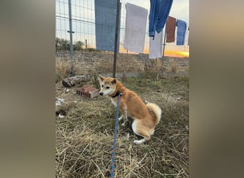 Mochi – Eine vorsichtige Shiba-Hündin mit großem Herzen auf der Suche nach ihrem Für-immer-Zuhause