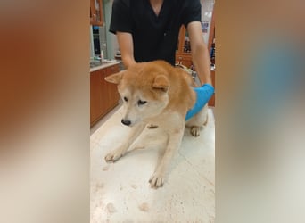 Mandarin – Ein zarter Shiba-Rüde sucht liebevolle Menschen, die ihm die Welt zeigen 