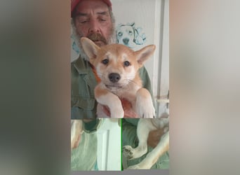 Banan PP – Kleiner Shiba-Bub entdeckt jetzt die Welt 