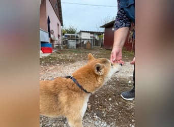 Mochi – Eine vorsichtige Shiba-Hündin mit großem Herzen auf der Suche nach ihrem Für-immer-Zuhause