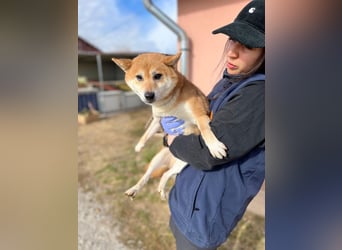 Nudli – Ein sensibler Shiba Inu-Rüde auf der Suche nach Sicherheit und Vertrauen 