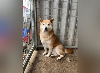 Vuk PP – Ein kleiner Shiba auf der Suche nach einem neuen Lebenskapitel ❤️