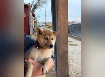 Mochi – Eine vorsichtige Shiba-Hündin mit großem Herzen auf der Suche nach ihrem Für-immer-Zuhause