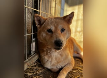 Vacak – Eine sensible Shiba-Hündin auf der Suche nach einem liebevollen Zuhause 