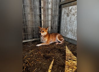 Vacak – Eine sensible Shiba-Hündin auf der Suche nach einem liebevollen Zuhause 
