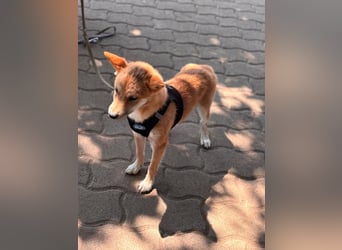 Nocsak PP - junger Shiba Inu- Mix sucht Menschen mit Herz 