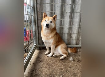 Vuk PP – Ein kleiner Shiba auf der Suche nach einem neuen Lebenskapitel ❤️