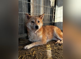 Vacak – Eine sensible Shiba-Hündin auf der Suche nach einem liebevollen Zuhause 