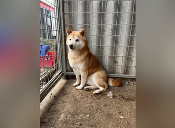 Vuk PP – Ein kleiner Shiba auf der Suche nach einem neuen Lebenskapitel ❤️
