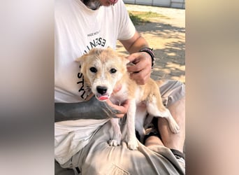 Nolam BR - junge Shiba Inu Mix- Hündin sucht ihren Neuanfang 