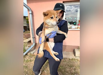 Nudli – Ein sensibler Shiba Inu-Rüde auf der Suche nach Sicherheit und Vertrauen 