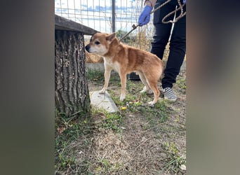 Nudli – Ein sensibler Shiba Inu-Rüde auf der Suche nach Sicherheit und Vertrauen 