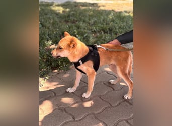 Nocsak PP - junger Shiba Inu- Mix sucht Menschen mit Herz 