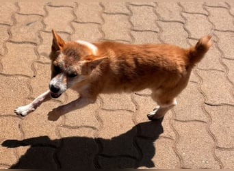 Nolam BR - junge Shiba Inu Mix- Hündin sucht ihren Neuanfang 