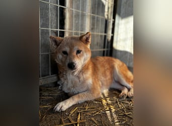 Vacak – Eine sensible Shiba-Hündin auf der Suche nach einem liebevollen Zuhause 