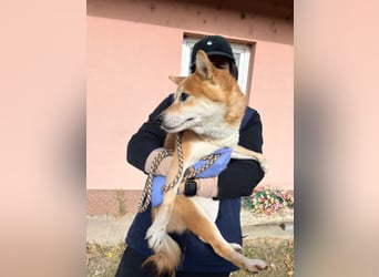 Nudli – Ein sensibler Shiba Inu-Rüde auf der Suche nach Sicherheit und Vertrauen 