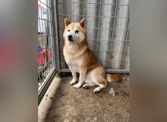 Vuk PP – Ein kleiner Shiba auf der Suche nach einem neuen Lebenskapitel ❤️