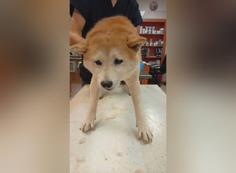 Mandarin – Ein zarter Shiba-Rüde sucht liebevolle Menschen, die ihm die Welt zeigen 