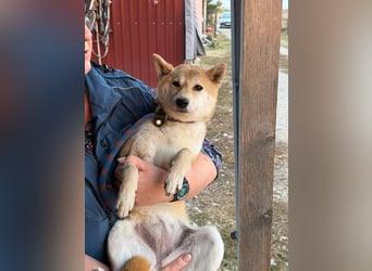 Mochi – Eine vorsichtige Shiba-Hündin mit großem Herzen auf der Suche nach ihrem Für-immer-Zuhause