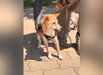 Nocsak PP - junger Shiba Inu- Mix sucht Menschen mit Herz 