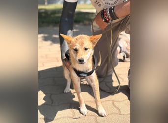 Nocsak PP - junger Shiba Inu- Mix sucht Menschen mit Herz 