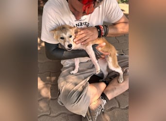 Nolam BR - junge Shiba Inu Mix- Hündin sucht ihren Neuanfang 