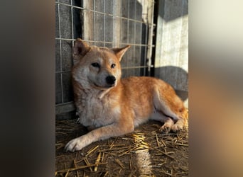 Vacak – Eine sensible Shiba-Hündin auf der Suche nach einem liebevollen Zuhause 