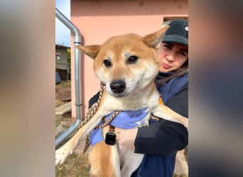 Nudli – Ein sensibler Shiba Inu-Rüde auf der Suche nach Sicherheit und Vertrauen 