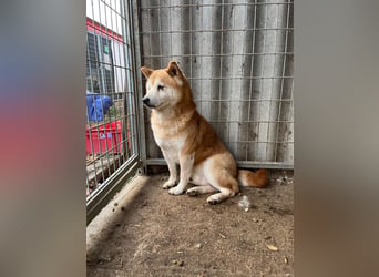 Vuk PP – Ein kleiner Shiba auf der Suche nach einem neuen Lebenskapitel ❤️