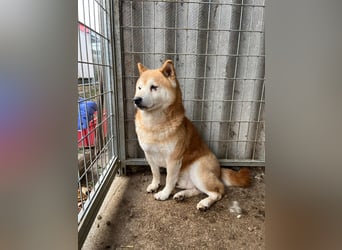 Vuk PP – Ein kleiner Shiba auf der Suche nach einem neuen Lebenskapitel ❤️