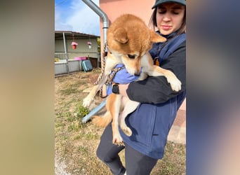 Nudli – Ein sensibler Shiba Inu-Rüde auf der Suche nach Sicherheit und Vertrauen 