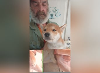 Ananasz PP – Kleiner Shiba-Bub entdeckt jetzt die Welt 