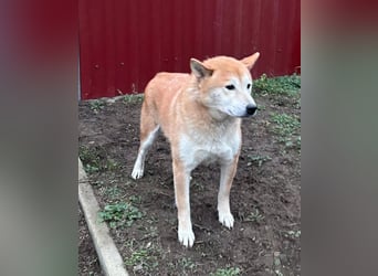 Soma, geboren 28.04.2021, 43cm sucht seine Menschen