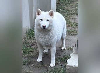 Snow, geboren 22.08.2023, 38cm sucht liebevolles Zuhause