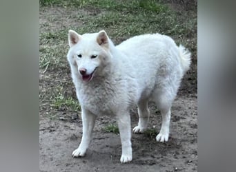 Snow, geboren 22.08.2023, 38cm sucht liebevolles Zuhause