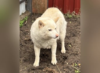 Shelby, geboren 22.08.2023, 36cm sucht sicheren Hafen