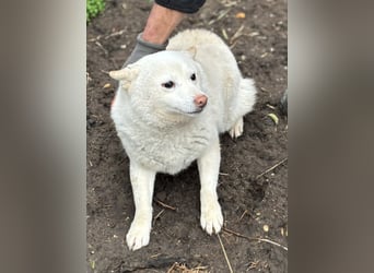 Shelby, geboren 22.08.2023, 36cm sucht sicheren Hafen