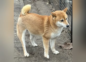 Sassy, geboren 22.08.2023, 38cm sucht Geborgenheit