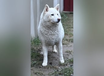 Snow, geboren 22.08.2023, 38cm sucht liebevolles Zuhause